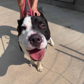 Bruce -  Shar Pei and Mixed Breed Dog for Adoption in South Haven, Michigan - Bruce | PetCurious