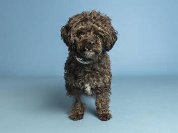SLADE -  Poodle and Mixed Breed Dog Available for Adoption in Phoenix, Arizona - SLADE | PetCurious