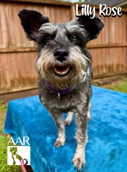 Lilly Rose -  Schnauzer Dog for Adoption in Magnolia, Texas - Lilly Rose | PetCurious