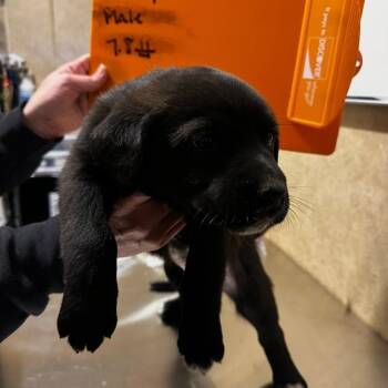 Yellow Labrador Retriever Dogs Available for Adoption - Tea | PetCurious