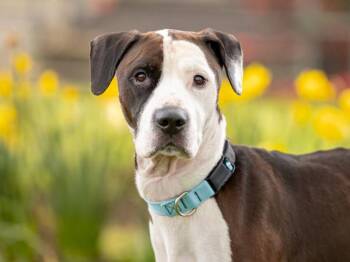 Boxer and Hound Dogs Available for Adoption - Motley | PetCurious