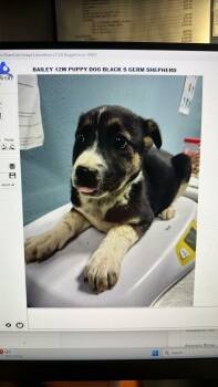 Mixed Breed Dogs Available for Adoption - BAILEY | PetCurious