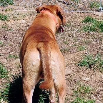 Fred -  Mixed Breed and Catahoula Leopard Dog Dog for Adoption in Blairsville, Georgia - Fred | PetCurious