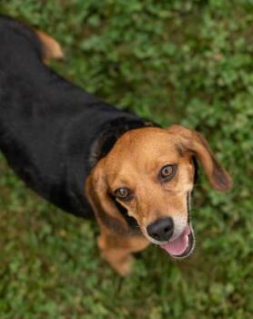 Legacy -  Beagle Dog for Adoption in Stratham, New Hampshire - Legacy | PetCurious