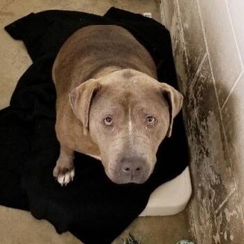 Rescue Pit Bull Terrier Dogs for Adoption in Seymour, Indiana - WILMA  ***HEARTBROKEN*** | PetCurious