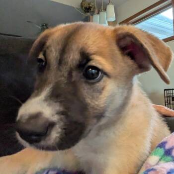 Patty D71512 -  Labrador Retriever and Mixed Breed Dog for Adoption in Minnetonka, Minnesota - Patty D71512 | PetCurious