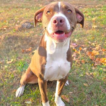 Rescue Pit Bull Terrier and Mixed Breed Dogs for Adoption in Michigan City, Indiana - Jersey | PetCurious