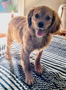 Cavalier King Charles Spaniel and Poodle Dogs Available for Adoption in Fort Myers, Florida - Phineas-Sweet, Shy Puppy! | PetCurious