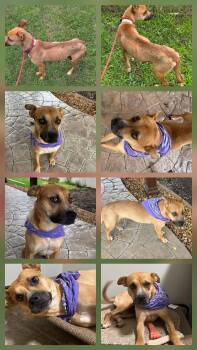 Lily -  Terrier Dog for Adoption in Momence, Illinois - Lily | PetCurious