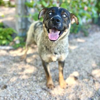 Perseus -  Labrador Retriever and Husky Dog for Adoption in Fargo, North Dakota - Perseus | PetCurious