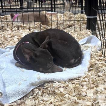 Chihuahua Dogs Available for Adoption - Ellis | PetCurious