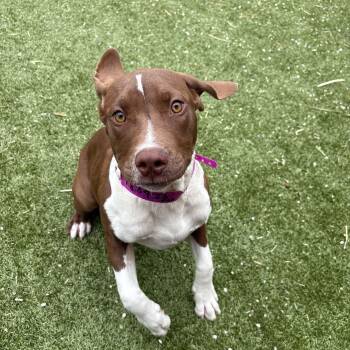 Treeing Walker Coonhound and Mixed Breed Dogs Available for Adoption in Oxford, Michigan - Toast | PetCurious