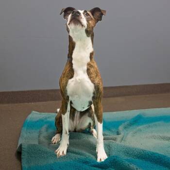 Boxer and Labrador Retriever Dogs Available for Adoption - Cookie | PetCurious