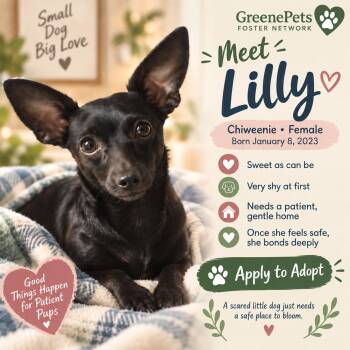 Lilly -  Chiweenie Dog for Adoption in Greeneville, Tennessee - Lilly | PetCurious