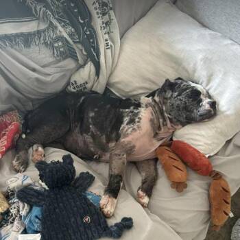 Sugar Pie -  American Bulldog Dog for Adoption in Austin, Texas - Sugar Pie | PetCurious
