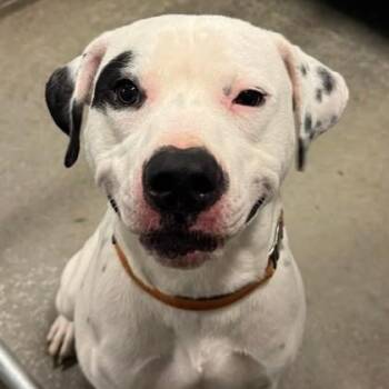 Mixed Breed Dogs Available for Adoption in Philadelphia, Pennsylvania - Howard | PetCurious