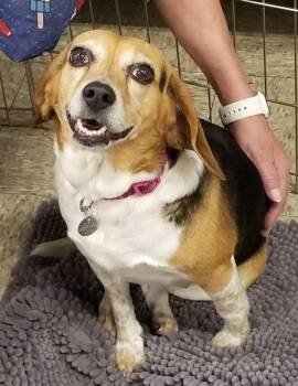 Beagle Dogs Available for Adoption in Greensboro, Georgia - Rita | PetCurious