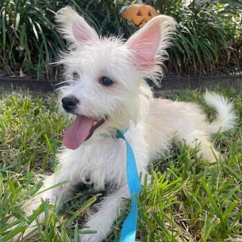 Eli -  Maltese and Chihuahua Dog for Adoption in Montgomery, Texas - Eli | PetCurious
