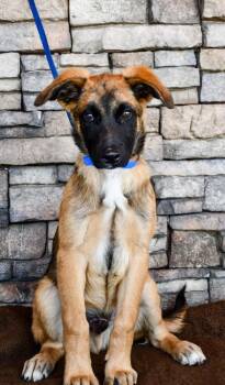 Geoff -  German Shepherd Dog and Mixed Breed Dog Available for Adoption in Yakima, Washington - Geoff | PetCurious
