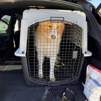 Champion -  Husky and Mixed Breed Dog for Adoption in San Diego, California - Champion | PetCurious
