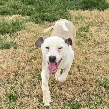 Mastiff and Labrador Retriever Dogs Available for Adoption - Gracie | PetCurious