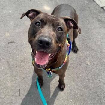 Mixed Breed Dogs Available for Adoption in Jersey City, New Jersey - Bat Boy | PetCurious