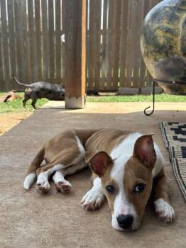 Dori -  Rat Terrier and Jack Russell Terrier Dog for Adoption in Shawnee, Oklahoma - Dori | PetCurious