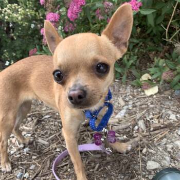 Olive -  Chihuahua Dog for Adoption in Buena Vista, Colorado - Olive | PetCurious