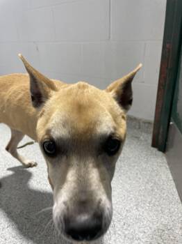 Terrier Dogs Available for Adoption - Lexi11444A (Rescue Only) | PetCurious