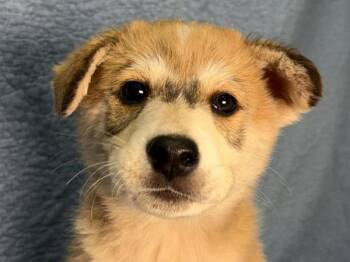 Shepherd Dogs Available for Adoption in Portland, Oregon - Bert | PetCurious