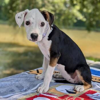 Daisy Duke 08-1913 -  Beagle and Pit Bull Terrier Dog for Adoption in Tyrone, Georgia - Daisy Duke 08-1913 | PetCurious