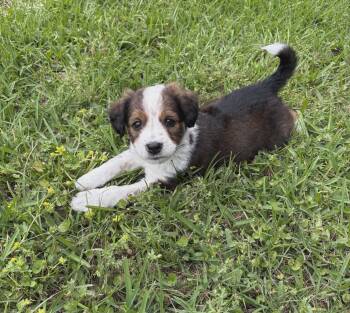 Australian Shepherd Dogs Available for Adoption in Glocester, Rhode Island - Ruby Sue | PetCurious