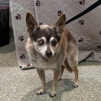 Bubba -  Chihuahua Dog for Adoption in San Gabriel, California - Bubba | PetCurious