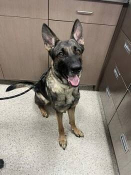 Leia -  German Shepherd Dog and Mixed Breed Dog for Adoption in Fishers, Indiana - Leia | PetCurious