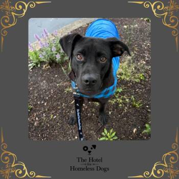 Labrador Retriever and Terrier Dogs Available for Adoption in Cumberland, Rhode Island - Hank | PetCurious