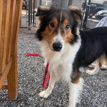 Cedric -  Collie Dog for Adoption in York, Pennsylvania - Cedric | PetCurious