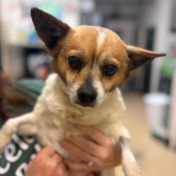 Jack Russell Terrier and Chihuahua Dogs Available for Adoption - Peewee - Chino Hills Location | PetCurious