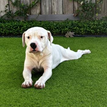 Sammy -  American Staffordshire Terrier and Mixed Breed Dog for Adoption in Houston, Texas - Sammy | PetCurious