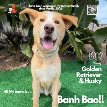 Husky and Golden Retriever Dogs Available for Adoption in Westminster, California - Banh Bao | PetCurious