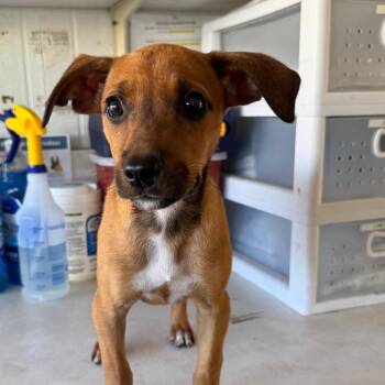 Cece -  Mixed Breed Dog for Adoption in Volcano, Hawaii - Cece | PetCurious