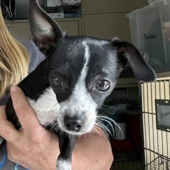 Chihuahua Dogs Available for Adoption - Tinkerbell | PetCurious