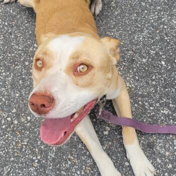 Mixed Breed Dogs Available for Adoption in Columbus, Georgia - 04/18/2026-Stray-StrukieDrive | PetCurious