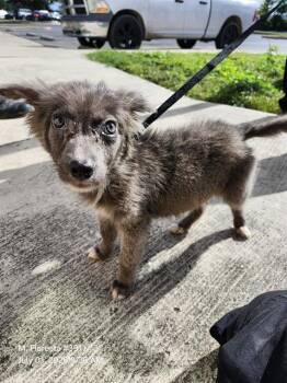 A815537 -  Husky Dog for Adoption in San Antonio, Texas - A815537 | PetCurious