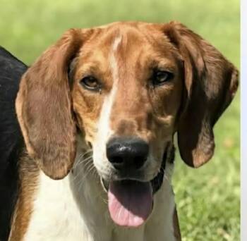 Treeing Walker Coonhound Dogs Available for Adoption in Newport, Tennessee - Canterbury | PetCurious