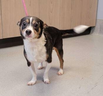 Mixed Breed Dogs Available for Adoption in Chillicothe, Ohio - Hester | PetCurious