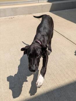 Great Dane and Mixed Breed Dogs Available for Adoption in Leesburg, Virginia - MAHOGANY | PetCurious