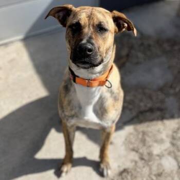 Mixed Breed Dogs Available for Adoption in Janesville, Wisconsin - Maxi | PetCurious