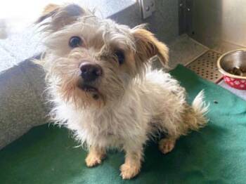 GWEN -  Cairn Terrier and Yorkshire Terrier Dog for Adoption in Tustin, California - GWEN | PetCurious