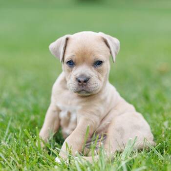 Grey Poupon -  Bulldog Dog for Adoption in Grafton, Ohio - Grey Poupon | PetCurious