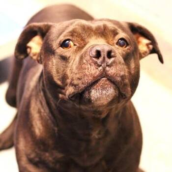 26-01499 -  Pit Bull Terrier Dog for Adoption in Fredericksburg, Virginia - 26-01499 | PetCurious